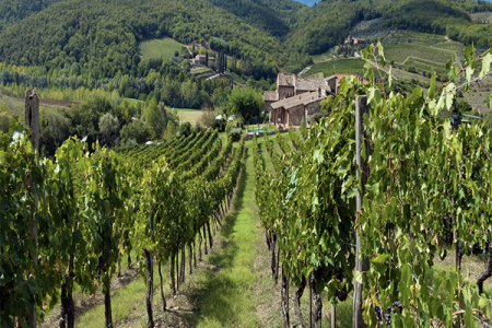chianti-vineyards-1